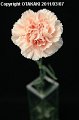 Dianthus Deneuve